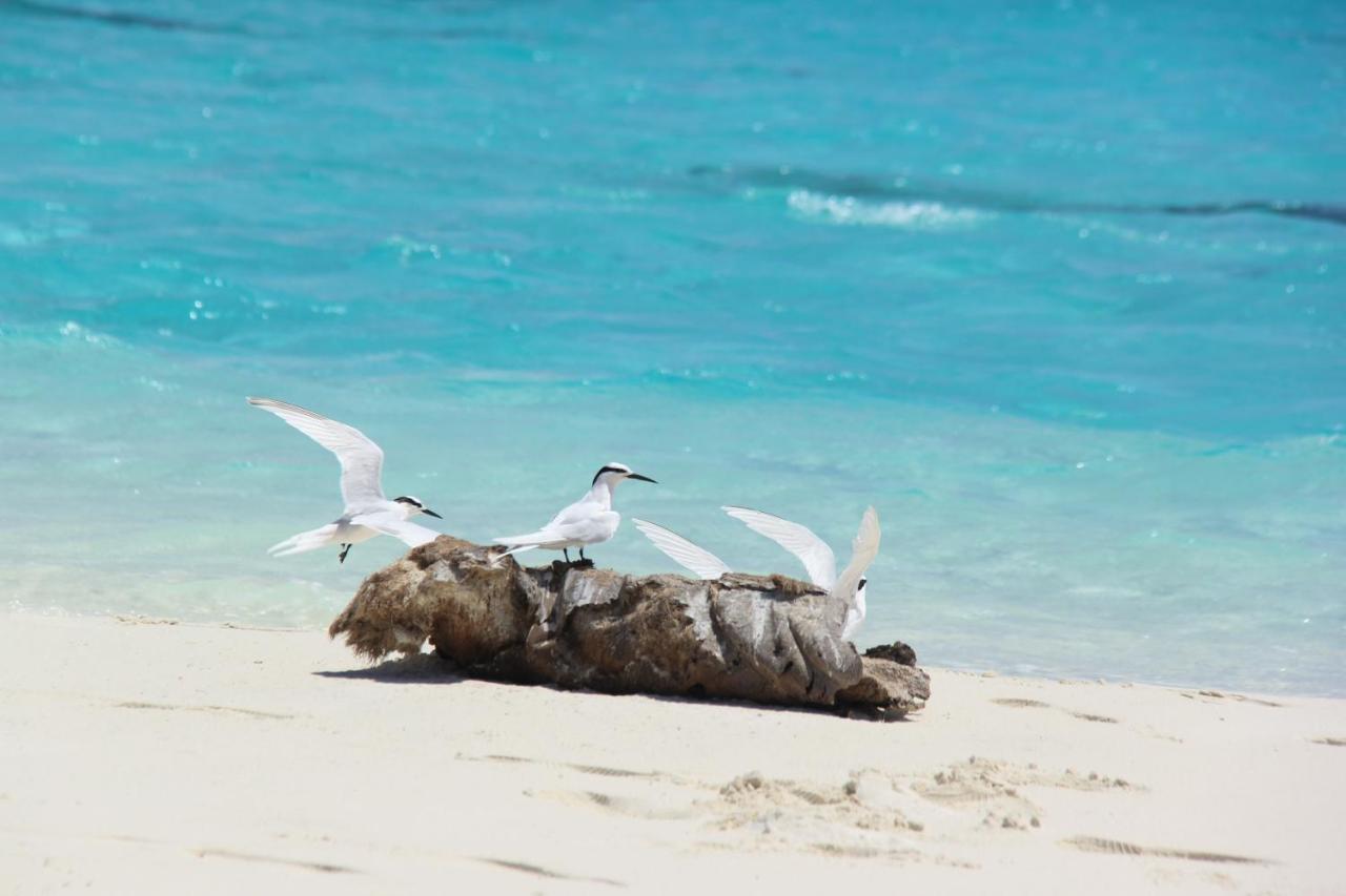 Brickwood Rasdhoo- Beach Front المظهر الخارجي الصورة