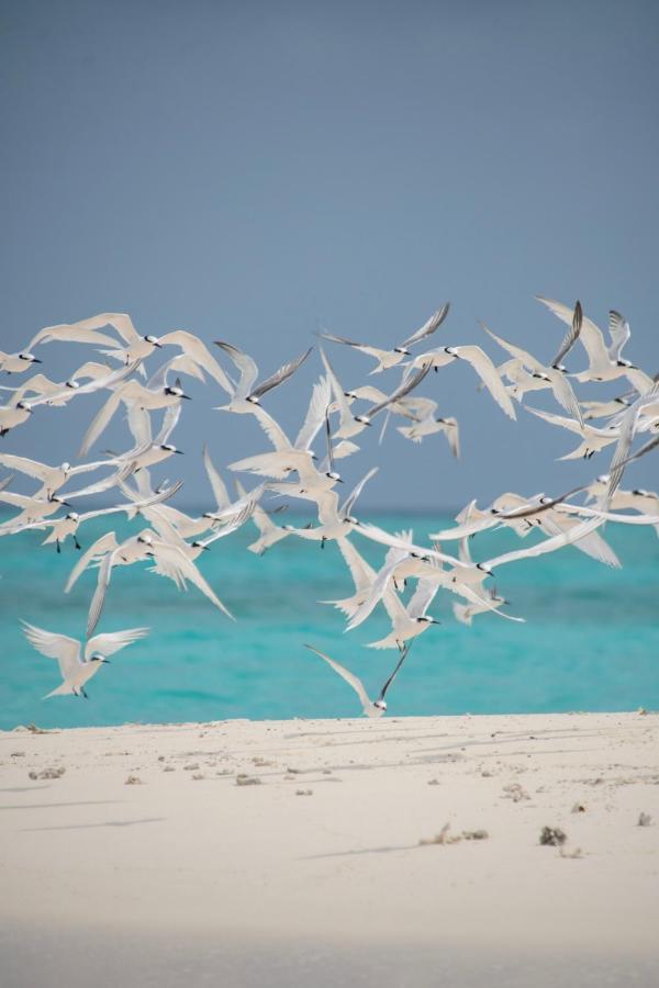 Brickwood Rasdhoo- Beach Front المظهر الخارجي الصورة