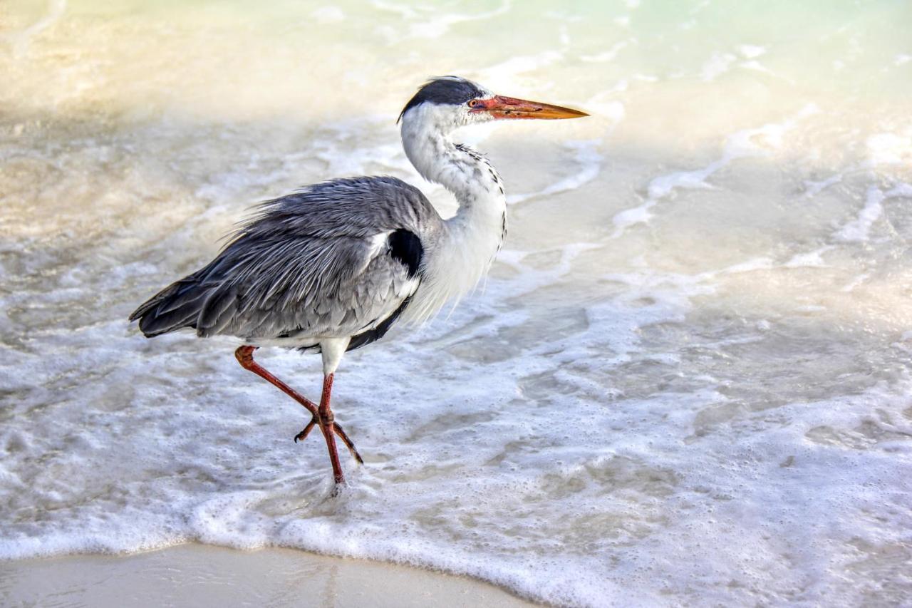 Brickwood Rasdhoo- Beach Front المظهر الخارجي الصورة